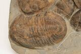 Shale With Four Large Asaphid Trilobites - Taouz, Morocco #222358-2